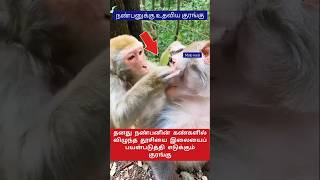 தன்னுடைய நண்பனுக்கு உதவிய குரங்கு😱 shorts monkey animals [upl. by Tiraj]