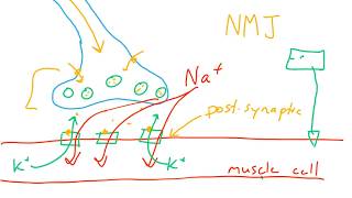 Nervous system graded potentialspart 23 [upl. by Ihcego248]