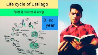 Life cycle of Ustilago fungi [upl. by Annelise]