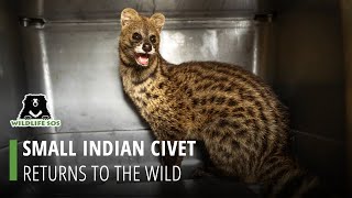 Rescued Small Indian Civet Released Back Into The Wild [upl. by Tezil]