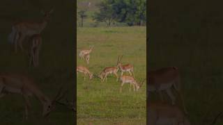 Rollapadu wildlife sanctuaryRollapaduwildlife kurnoolvlogs rollapadu shorts shortvideo [upl. by Ardnuaed]