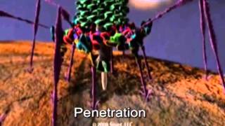 Infection by a bacteriophage T4 [upl. by Baugh436]