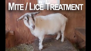 Chemical free mite  lice treatment for the goats [upl. by Sungam]