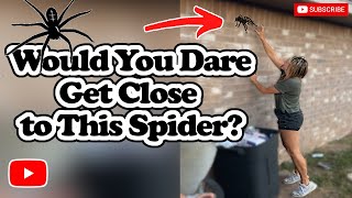 Try Not To Laugh Clean  This Spider Encounter Will Give You Chills [upl. by Aerdnua510]