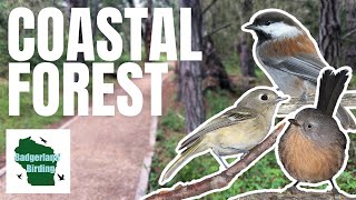 EPIC Coastal Forest Birding at Point Lobos State Natural Reserve [upl. by Molloy]