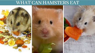 What can hamsters eat  Safe and Unsafe Foods for hamsters  what can hamsters eat and not eat [upl. by Kovacs]