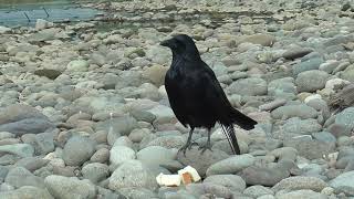 R0047 Oita River BIBI Wild Carrion Crow [upl. by Aborn]