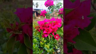 phool Gaj shorts video [upl. by Yedok]