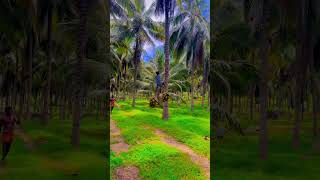 Coconut harvest 😎😍😍😍😎venika funny shorts viralvideo trending [upl. by Harriett509]