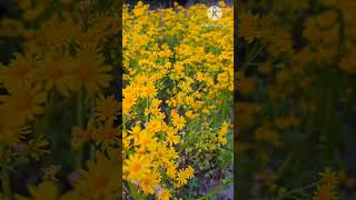 Packera tempicana  golden ragwort flowers  wild flowers flowers shorts satisfying [upl. by Levitt]