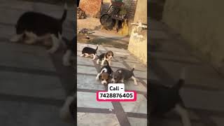 Beagle puppies for sale in Delhi ncr edm music remix dubstep bollywoodmusi lostbreed [upl. by Lucius28]