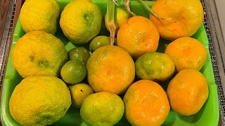 Mini Garden Tour GIANT SATSUMAS amp Fertilizing My Citrus satsuma containergardening gardening [upl. by Yoko]