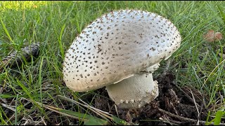 Amanita echinocephala November 3 2024 [upl. by Ap692]