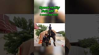 Ishowspeed falls off elephant ishowspeed speed trending youtubeshorts [upl. by Isteb]