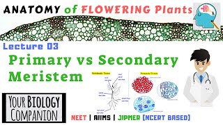 XI0603  Primary meristem vs Secondary Meristem  NEET  AIIMS  JIPMER [upl. by Caddric597]