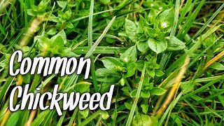 Common chickweed Stellaria media [upl. by Curcio]