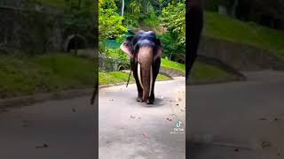 ඇවිදන් ඇවිදන් යනවා මම 🐘 Avidan avidan yanawa mama Yohani 🎶 [upl. by Nwahshar]