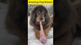 Amazing Dog Breeds facts viralshorts [upl. by Hsreh689]