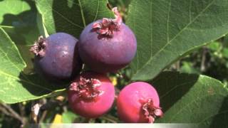 Amelanchier canadensis Serviceberry [upl. by Namzzaj]