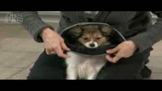 How to Fit Comfy Cone on Your Dog  DrsFosterSmithcom [upl. by Nailimixam64]