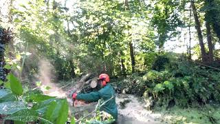 Gevallen bomen over vijver Zagen met Stihl MS 362C [upl. by Schoenfelder498]