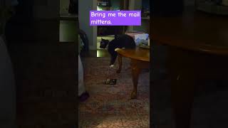 Mittens the kitten shorts viral subscribe youtube shortvideos viralvideos youtuber cats [upl. by Pippo]