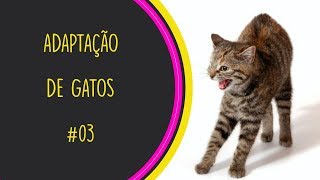 ADAPTAÇÃO DE GATOS  PARTE 03  BRINCANDO A DISTÂNCIA [upl. by Piderit789]