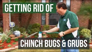 How to Get Rid of Chinch Bugs and Grubs 4 Easy Steps [upl. by Carlyn]