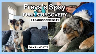 The Prep amp 1 Week Recovery for a Laparoscopic Spay on my 16 Month Australian Shepherd [upl. by Asoramla]