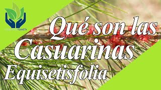 Casuarina Equisetifolia tipos características cuidados [upl. by Anele]