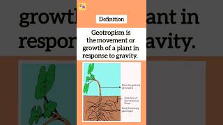 Geotropism  Gravitropism class10biology cbseclass10science2024 shorts geotropism [upl. by Adaiha]