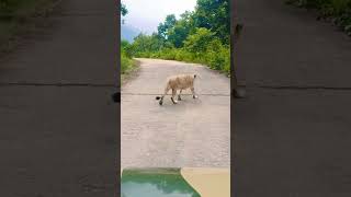 tigress🔥🔥 shortvideo reels trending foryou rajgir like subscribe vlog vlogsvideo [upl. by Hui783]