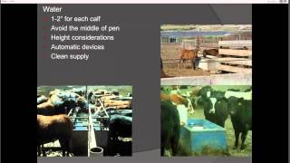 Receiving Feedlot Cattle [upl. by Wilson]