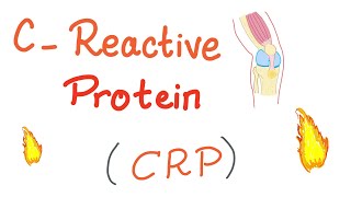 CReactive Protein CRP  Inflammation  Acute phase reactant [upl. by Wales]