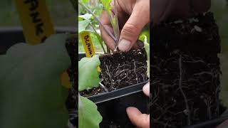 Growing Kohlrabi from Seed to Harvest in Container Garden [upl. by Anilak886]