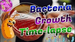 نمو وتضاعف البكتيريا  Bacterial Growth Time lapse 🧫🧫 [upl. by Nirred]