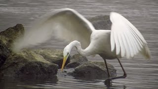 Great egret catching fish  Great egret Ardea alba feeding  Velika bijela čaplja [upl. by Rudy160]