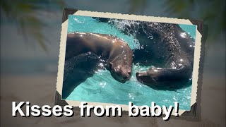 Baby sea lion wakes up his sunbathing mommy with kisses [upl. by Llekcir]