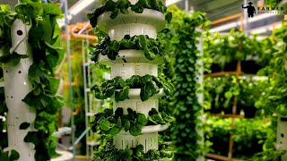 Aeroponic Vertical Farming With Tower Farms [upl. by Llered]