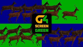 Animal Stampede Green Screen  Deer Animal Running  Deer Stampede  Deer Running [upl. by Schuh10]