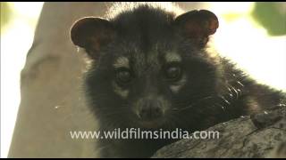 Cute little civet cat [upl. by Woodie]