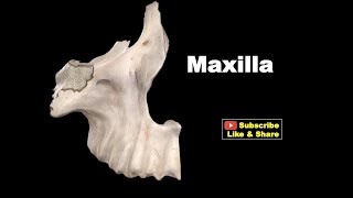 Osteology of Head amp Neck  Maxilla Anatomy mbbs bds education [upl. by Akcinahs]