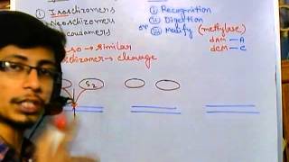 Restriction enzyme digestion Isochizomer neoschizomer and isocaudamer [upl. by Ahsinroc]