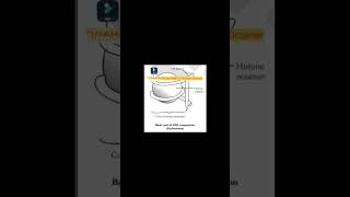 Histone Octamer  Nucleosome  Histone Proteins [upl. by Arrec]