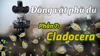 Phần 7 Cladocera qua lăng kính hiển vi  Bình Minh Capital  1900 866 636 [upl. by Airbmac]