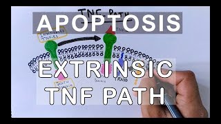 Mechanism of Extrinsic Pathway of Apoptosis  TNF Path [upl. by Kettie441]