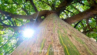 Ceiba Speciosa  Formerly Chorisia Speciosa  Also Called Floss Silk Tree  Native of South America [upl. by Petromilli233]