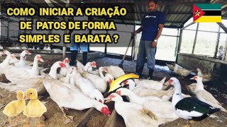 Como iniciar a criação de Patos de Forma SIMPLES EM ESPAÇOS PEQUENOS  vidanaroça [upl. by Eve49]