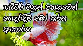 How to breed betta fish in sinhalaHow to breed fighter fishDH FISH ADVISOR [upl. by Ihculo932]