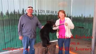 Oswald Bear Ranch and Tahquamenon Falls State Park MI [upl. by Eetak]